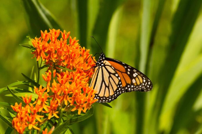 How to Save Endangered Monarch Butterflies