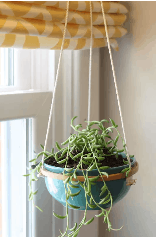 hanging planter